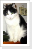 Katzenpeter am Telefon
